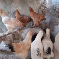مرغ دو منظوره زینتی