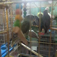 کوتوله برزیلی