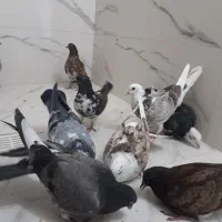 کبوتر جوجه عالی