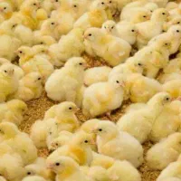 جوجه گوشتی راس امل