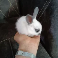 بچه خرگوش