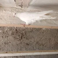 کبوتر پرشی|پرنده|خمینی‌شهر, |دیوار