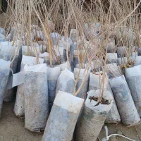 نهال‌های سالم انار برای کاشت|خدمات باغبانی و درختکاری|اصفهان, خواجو|دیوار