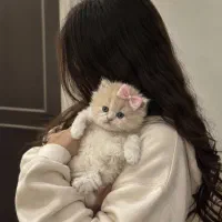 گربه بیریتیش لانگ هیر گلد