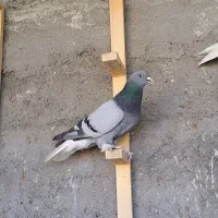 کبوتر کله ای دمسفید|پرنده|شهرضا, |دیوار