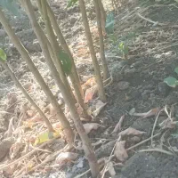 شاگرد نخ پیچ