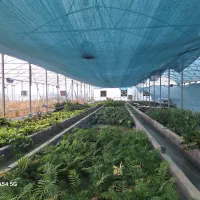 ۳۴۲۷ و ۳۹۷۴ مترمربع سازه گلخانه اسپانیایی|عمده‌فروشی|تهران, آذربایجان|دیوار