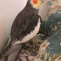 گمشده در محدوده نارمک میدان ۶۸