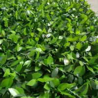 فروش چمن مصنوعی به قیمت کارخانه|مصالح و تجهیزات ساختمان|آمل, |دیوار