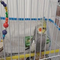 عروس هلندی|پرنده|تاکستان, |دیوار