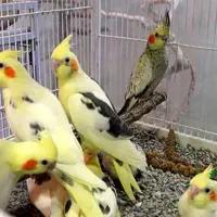 واگذاری عروس هلندی