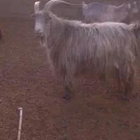 ۳ نر بز جلو رو|حیوانات مزرعه|شریفآباد, |دیوار