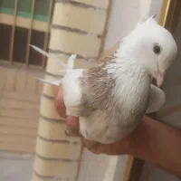 طوقی کرمانشاهی ماده