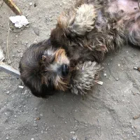 واگذاری سگ شیتزو تیرییر ماده|سگ|سرخرود, |دیوار