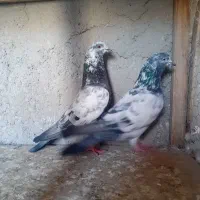 کفتر|پرنده|هشتگرد, گلسار|دیوار