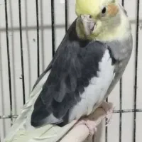 فروش یه عدد عروس هلندی ماده گل باقالی مست|پرنده|مشکین‌دشت, |دیوار