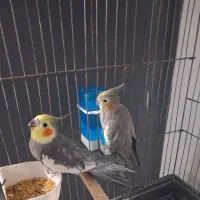 بک جفت عروس هلندی