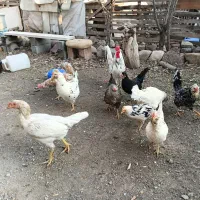 تخم مرغ گلین