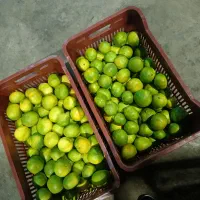 خریدار نارنگی شما سر درخت به نرخ روز