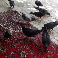 کبوتر