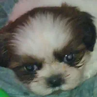 توله شیتزوسوپرفلت نرحدود۹۰روزشه