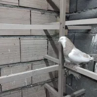 کفتر عطیقه واقعی