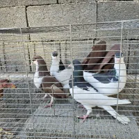 فروش انواع کبوتر|پرنده|بندر کنگان, |دیوار