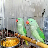 جوجه شاه طوطی های چشم خاکستری (دودی)|پرنده|شیراز, هفت تنان|دیوار