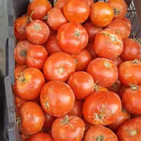 گوجه فرنگی مخصوص رب 14 تومن