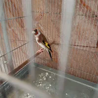 سهره|پرنده|ری, سیزده آبان|دیوار