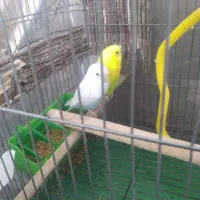 یک جفت مرغ عشق