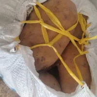 سیب زمینی کاملا سواشدست بدون خرابی