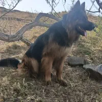 سگ ژرمن شولاین اصیل