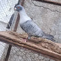 کبوتر|پرنده|داراب, |دیوار