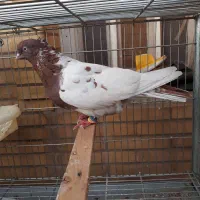 سینه سرخ ماده درشت|پرنده|اهواز, کوی سعدی|دیوار