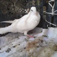 کبوتر پلاکی|پرنده|دهدشت, |دیوار