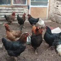 مرغ و خروس|حیوانات مزرعه|مه ولات, |دیوار