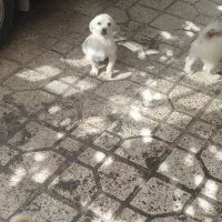 سگ های زیبا نر و ماده|سگ|مشهد, الهیه|دیوار