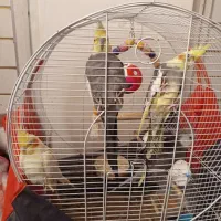 طوطی عروس هلندی جفت وایت فیس ابلق سینامون لوتینو|پرنده|رشت, سلیمانداراب|دیوار