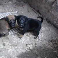 واگذارتوله های دورگه سرابی محلی