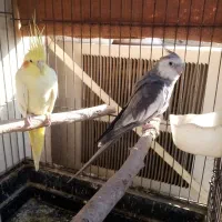 عروس هلندی مولد