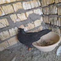 زاغ|پرنده|دهدشت, |دیوار