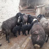 میش بره گوسفند|حیوانات مزرعه|ساوه, |دیوار