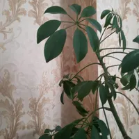 منزل در داخل شهر اردبیل|اجارهٔ کوتاه‌مدت آپارتمان و سوئیت|اردبیل, |دیوار