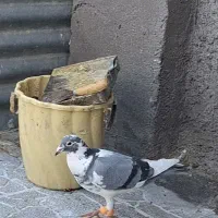 گمشده کبوتر