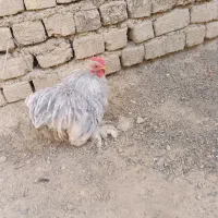 خروس کوشین|حیوانات مزرعه|اصفهان, ارغوانیه|دیوار