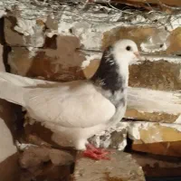 کبوتر طوقی الماسی