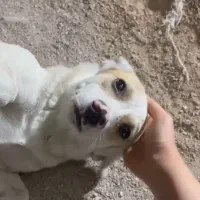 سگ گم شده باهنر فولادشهر مژدگانی