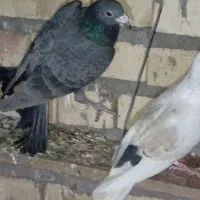 کبوتر کفتر پرنده