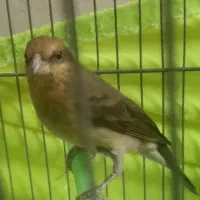 سهره گلی کاردینال مست جوجه قفس رام